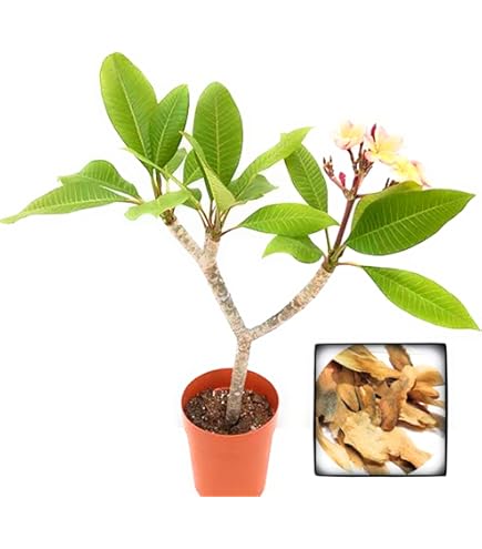 Amazon.co.jp: (coco`sshop) プルメリア MIX種子 初心者用 発芽育成